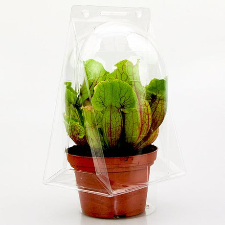 Confezione per contenere 1 pianta in un vaso KUMA ø12cm - Cartone da 300 pz