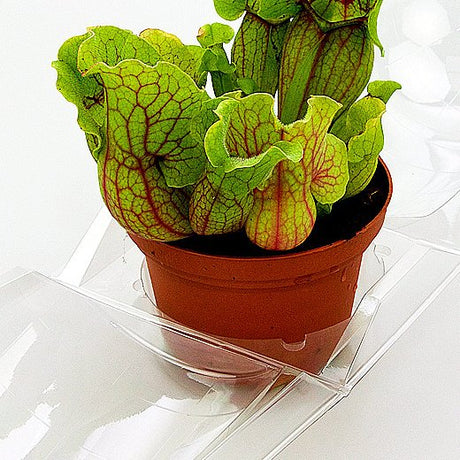 Confezione per contenere 1 pianta in un vaso KUMA ø12cm - Cartone da 300 pz