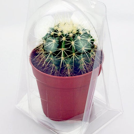 Confezione per contenere 1 pianta in un vaso KUMA ø12cm - Cartone da 300 pz