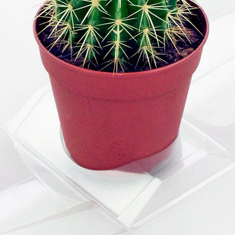 Confezione per contenere 1 pianta in un vaso KUMA ø12cm - Cartone da 300 pz
