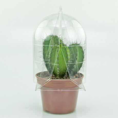 Confezione per trasportare 1 pianta in un vaso KUMA ø15 cm - Cartone da 250 pz