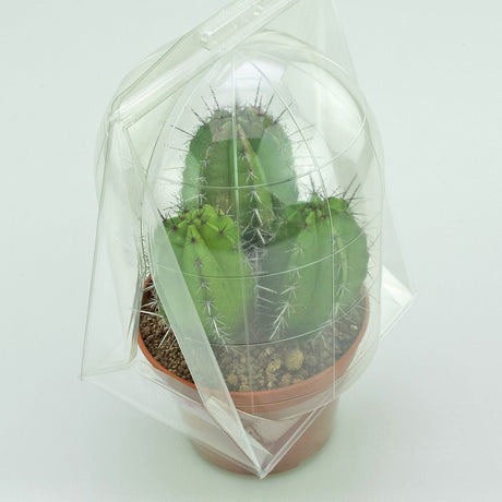 Confezione per trasportare 1 pianta in un vaso KUMA ø15 cm - Cartone da 250 pz