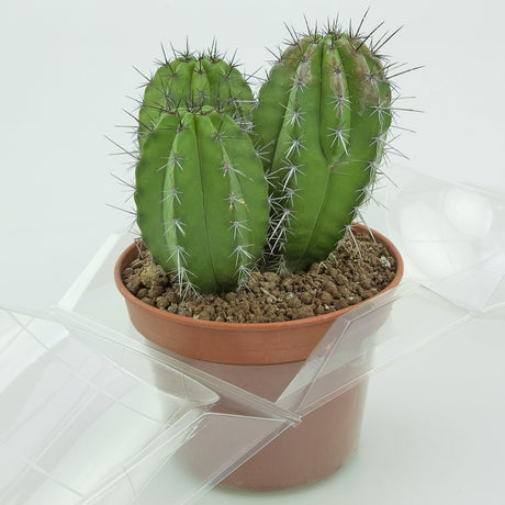 Confezione per trasportare 1 pianta in un vaso KUMA ø15 cm - Cartone da 250 pz