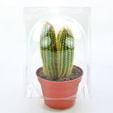 Confezione per trasportare 1 pianta in vaso di ø14-15 cm.