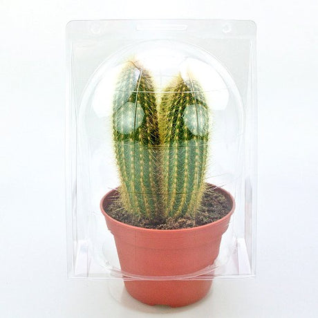 Confezione per trasportare 1 pianta in vaso di ø14-15 cm - Cartone da 250 pz