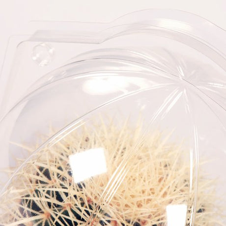 Confezione per 1 pianta in un vaso o piatto di ø21x11cm - Cartone da 50 pz