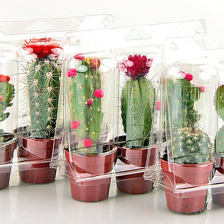 Confezione per trasportare 3 piante in vasi KUMA ø5,5cm - Cartone da 600 pz