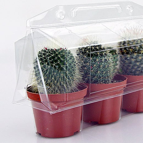Confezione per trasporto che contiene 3 piante in vasi TEKU ø10,5 cm - Cartone da 100 pz