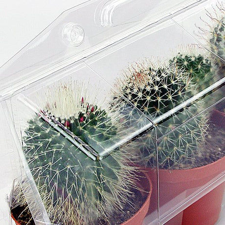 Confezione per trasporto che contiene 3 piante in vasi TEKU ø10,5 cm - Cartone da 100 pz