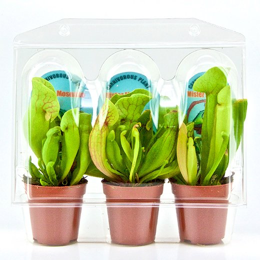 Confezione per trasportare 3 piante in vaso di ø6,5 cm.