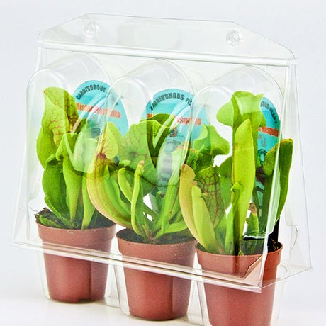 Confezione per trasportare 3 piante in vaso di ø6,5 cm.