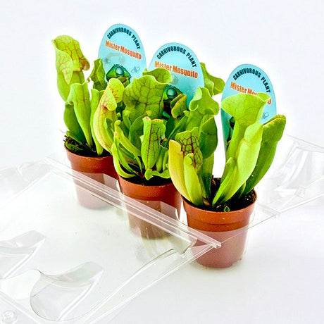 Confezione per trasportare 3 piante in vaso di ø6,5 cm - Cartone da 500 pz