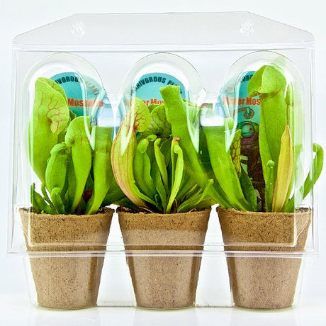Confezione per trasportare 3 piante in vaso di ø6,5 cm - Cartone da 500 pz