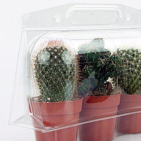 Confezione per trasportare 3 piante in vasi KUMA ø8,5cm - Cartone da 250 pz