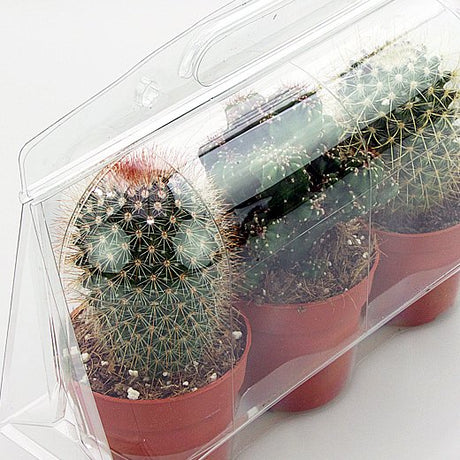 Confezione per trasportare 3 piante in vasi KUMA ø8,5cm - Cartone da 250 pz