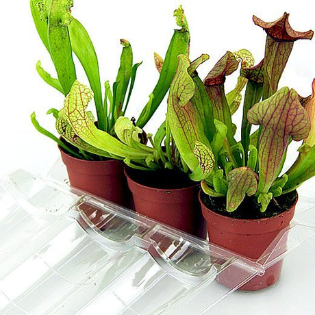 Confezione per trasportare 3 piante in vasi KUMA ø5,5cm - Cartone da 500 pz