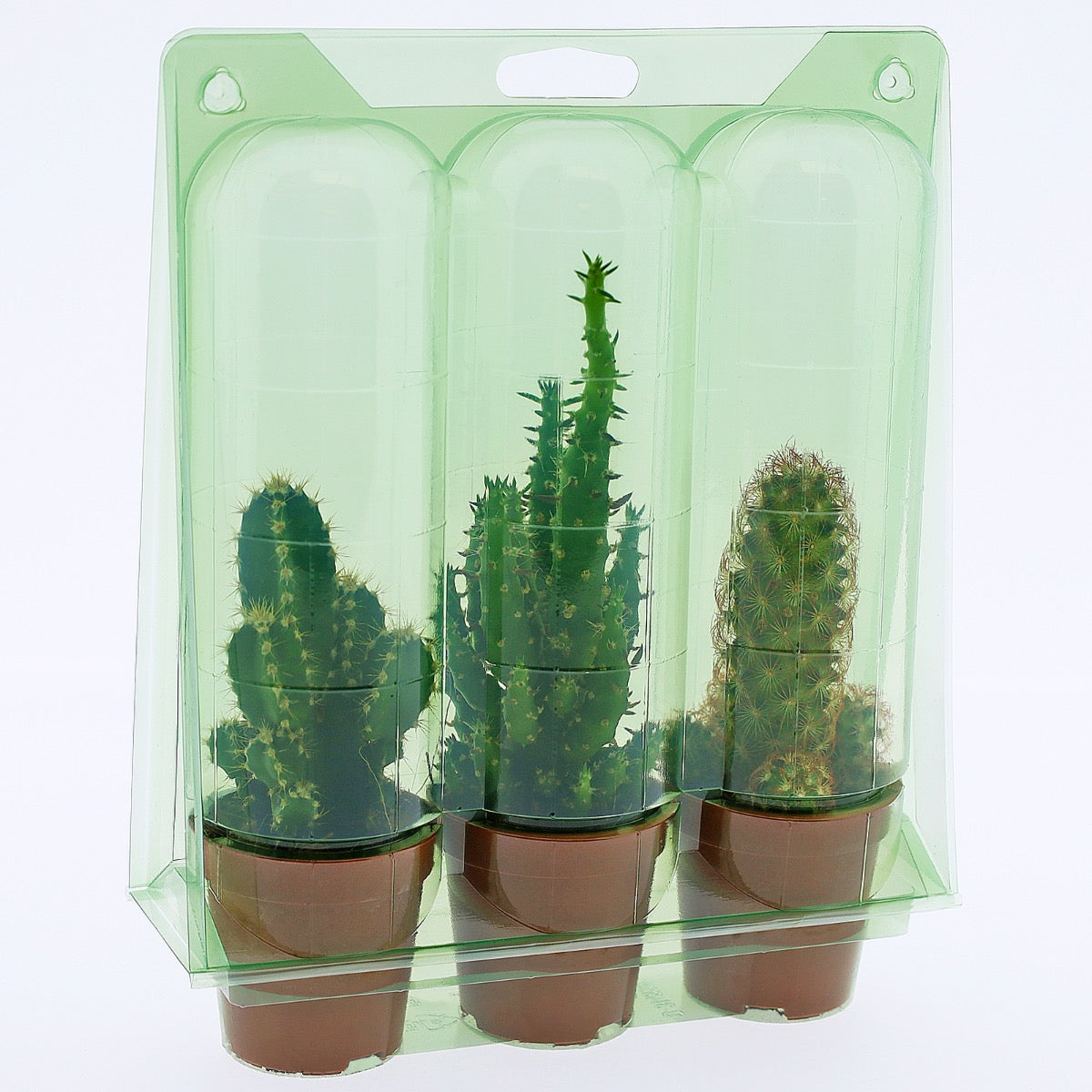 Confezione per trasportare 3 piante in vasi KUMA ø5,5cm.