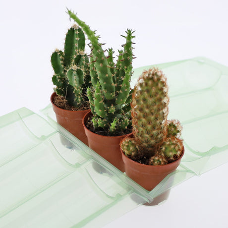 Confezione per trasportare 3 piante in vasi KUMA ø5,5cm - Cartone da 500 pz