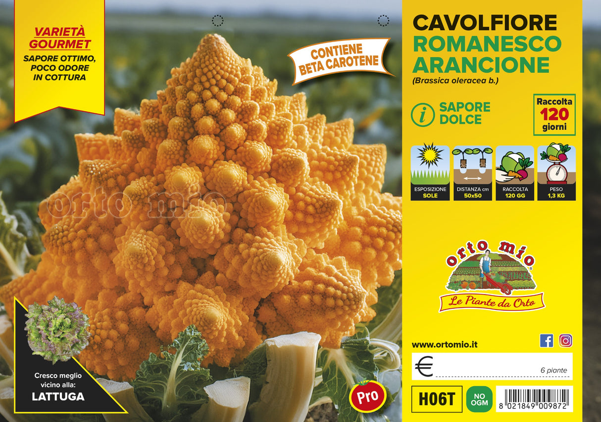 Cauliflower Romanesco White Natalino - 6 plants - Orto Mio