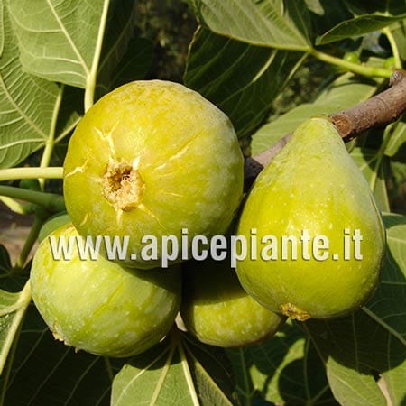 Fico Fiorone Filacciano - v. 20 cm - Apice Piante Apice piante (4202909)