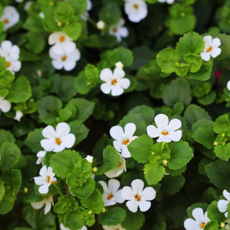 Fiore Bacopa - 1 pianta v.14 cm MillStore (3625603)