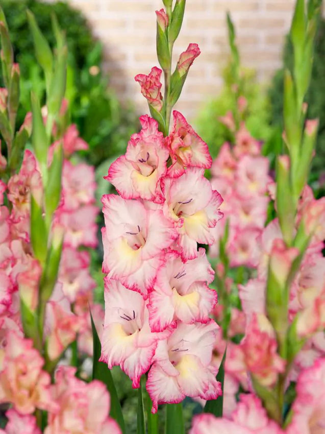 Gladioli Priscilla - 5 Bulbi