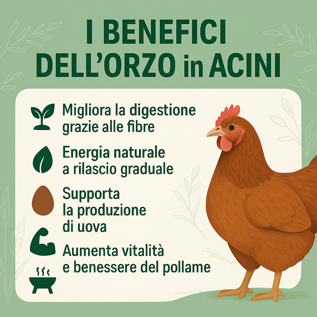 Orzo intero in acini per Polli e Galline