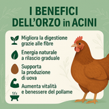 Orzo intero in acini per Polli e Galline
