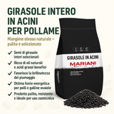 Girasole intero per polli e galline