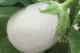 Clara F1 aubergine blanche - 1 plante en pot 10 cm - Orto Mio