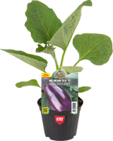 Melanzana siciliana Seta var. Seta F1 - Orto Mio