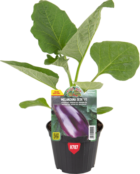 Melanzana siciliana Seta var. Seta F1 - Orto Mio