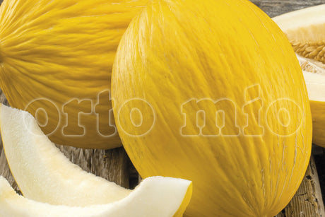 Melone gialletto varietà Porthos F1 - Orto Mio
