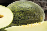 Melon d'hiver vert Batidor F1 - 1 pot 10 - Orto Mio