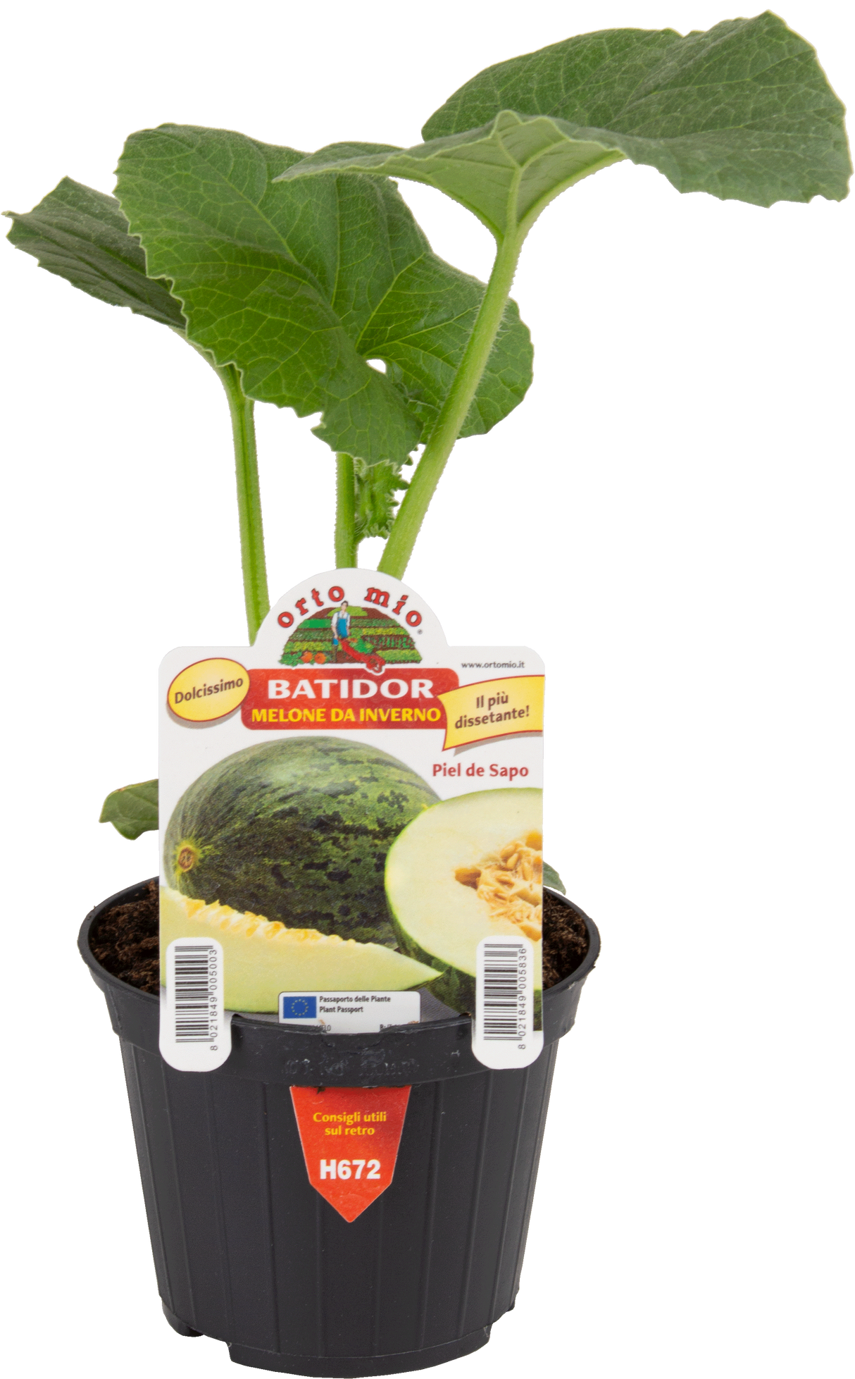 Melon d'hiver vert Batidor F1 - 1 pot 10 - Orto Mio