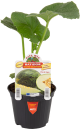 Green winter melon Batidor F1 - 1 plant pot 10 - Orto Mio