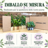 Imballo Millstore su misura per la spedizione delle piante: scatola protettiva, pianta fissata, movimenti limitati. Le piante della foto illustrativa non sono incluse.