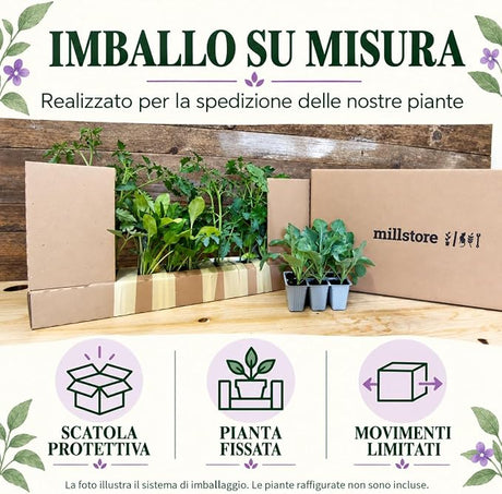 Imballo Millstore su misura per la spedizione delle piante: scatola protettiva, pianta fissata, movimenti limitati. Le piante della foto illustrativa non sono incluse.