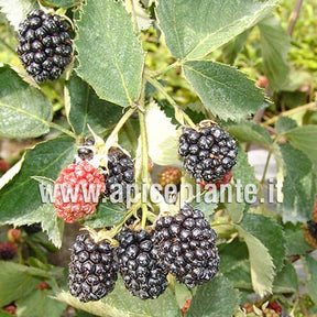 Mora Loch Ness Gigante Tardiva - v. 18 x 13 cm - Apice Piante Apice piante