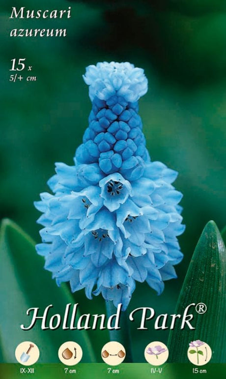 Muscari Azureum - Confezione da 15 bulbi Fioral (4050531)