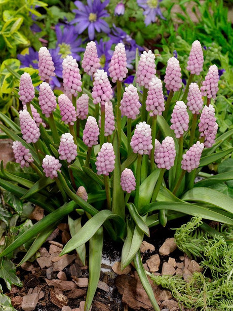 Muscari Pink sunrise - Confezione da 5 bulbi Fioral (4050532)