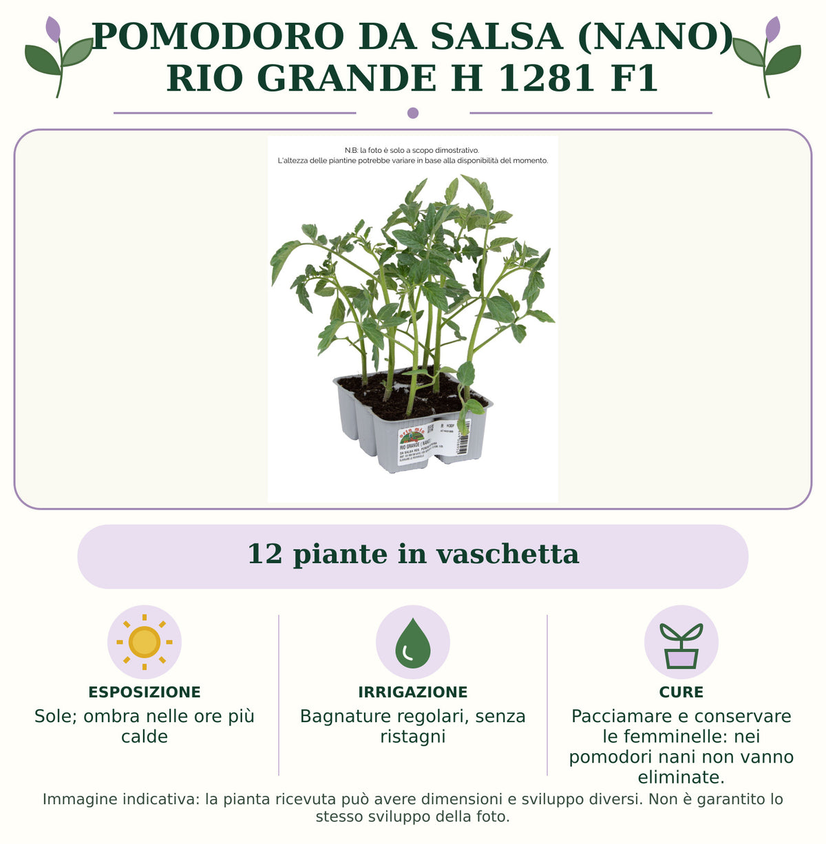 Pomodoro da salsa (nano) rio grande H 1281 F1: 12 piante in vaschetta. Sole; ombra nelle ore più calde. Bagnature regolari, senza ristagni. Pacciamare e conservare le femminelle: nei pomodori nani non vanno eliminate.. Immagine indicativa.