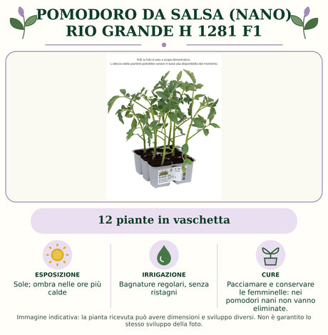 Pomodoro da salsa (nano) rio grande H 1281 F1: 12 piante in vaschetta. Sole; ombra nelle ore più calde. Bagnature regolari, senza ristagni. Pacciamare e conservare le femminelle: nei pomodori nani non vanno eliminate.. Immagine indicativa.
