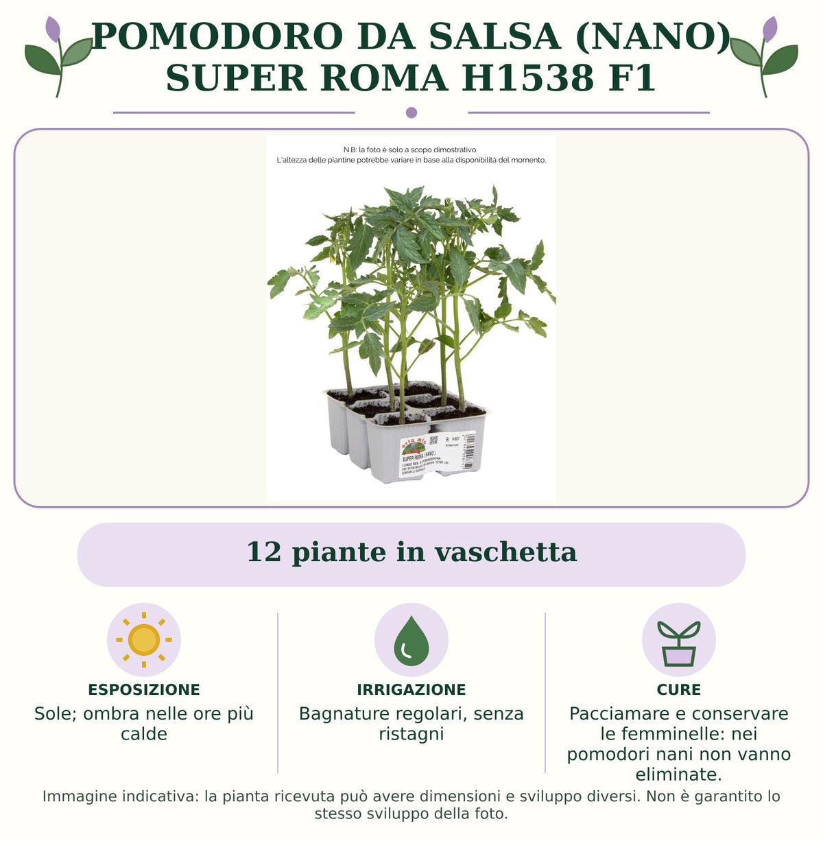 Pomodoro da salsa (nano) super Roma H1538 F1: 12 piante in vaschetta. Sole; ombra nelle ore più calde. Bagnature regolari, senza ristagni. Pacciamare e conservare le femminelle: nei pomodori nani non vanno eliminate.. Immagine indicativa.