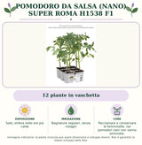 Pomodoro da salsa (nano) super Roma H1538 F1: 12 piante in vaschetta. Sole; ombra nelle ore più calde. Bagnature regolari, senza ristagni. Pacciamare e conservare le femminelle: nei pomodori nani non vanno eliminate.. Immagine indicativa.