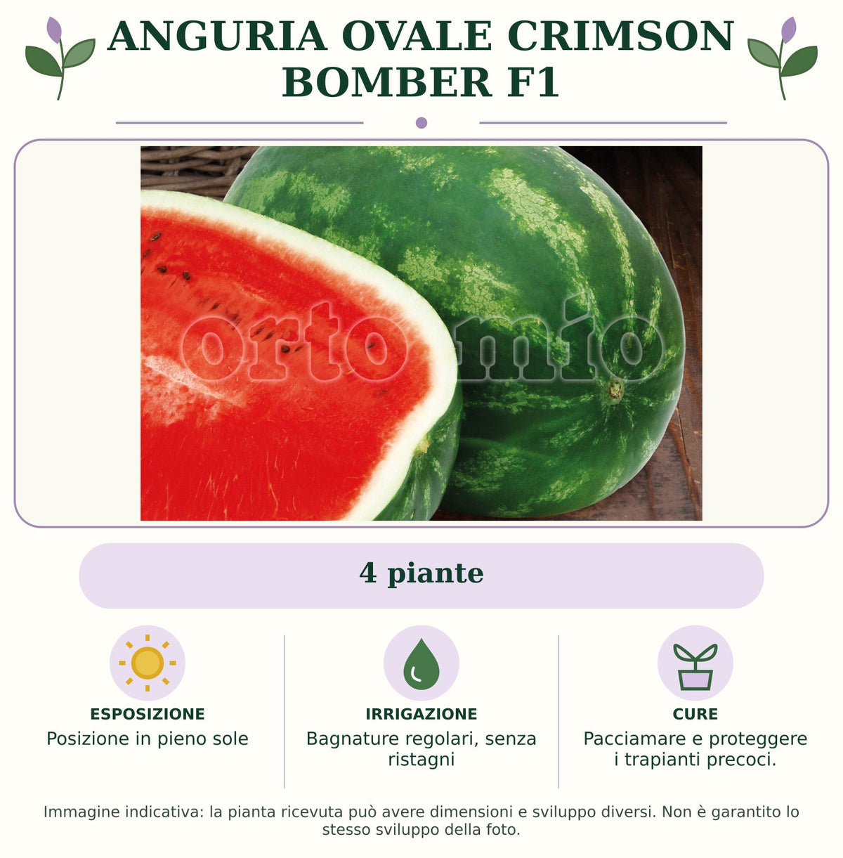 Anguria Ovale Crimson Bomber F1: 4 piante. Posizione in pieno sole. Bagnature regolari, senza ristagni. Pacciamare e proteggere i trapianti precoci.. Immagine indicativa.