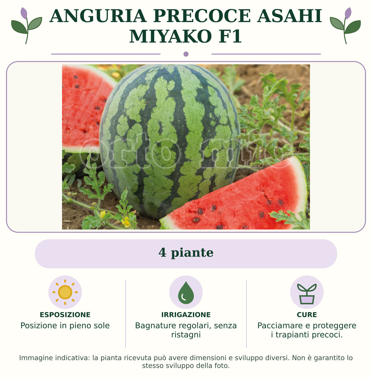 Anguria precoce Asahi Miyako F1: 4 piante. Posizione in pieno sole. Bagnature regolari, senza ristagni. Pacciamare e proteggere i trapianti precoci.. Immagine indicativa.