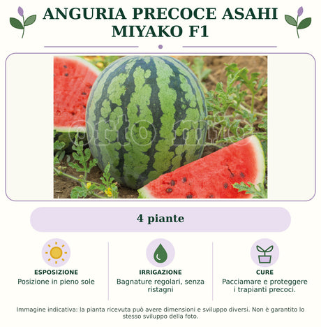 Anguria precoce Asahi Miyako F1: 4 piante. Posizione in pieno sole. Bagnature regolari, senza ristagni. Pacciamare e proteggere i trapianti precoci.. Immagine indicativa.
