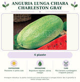 Anguria lunga chiara Charleston Gray: 4 piante. Posizione in pieno sole. Bagnature regolari, senza ristagni. Pacciamare e proteggere i trapianti precoci.. Immagine indicativa.