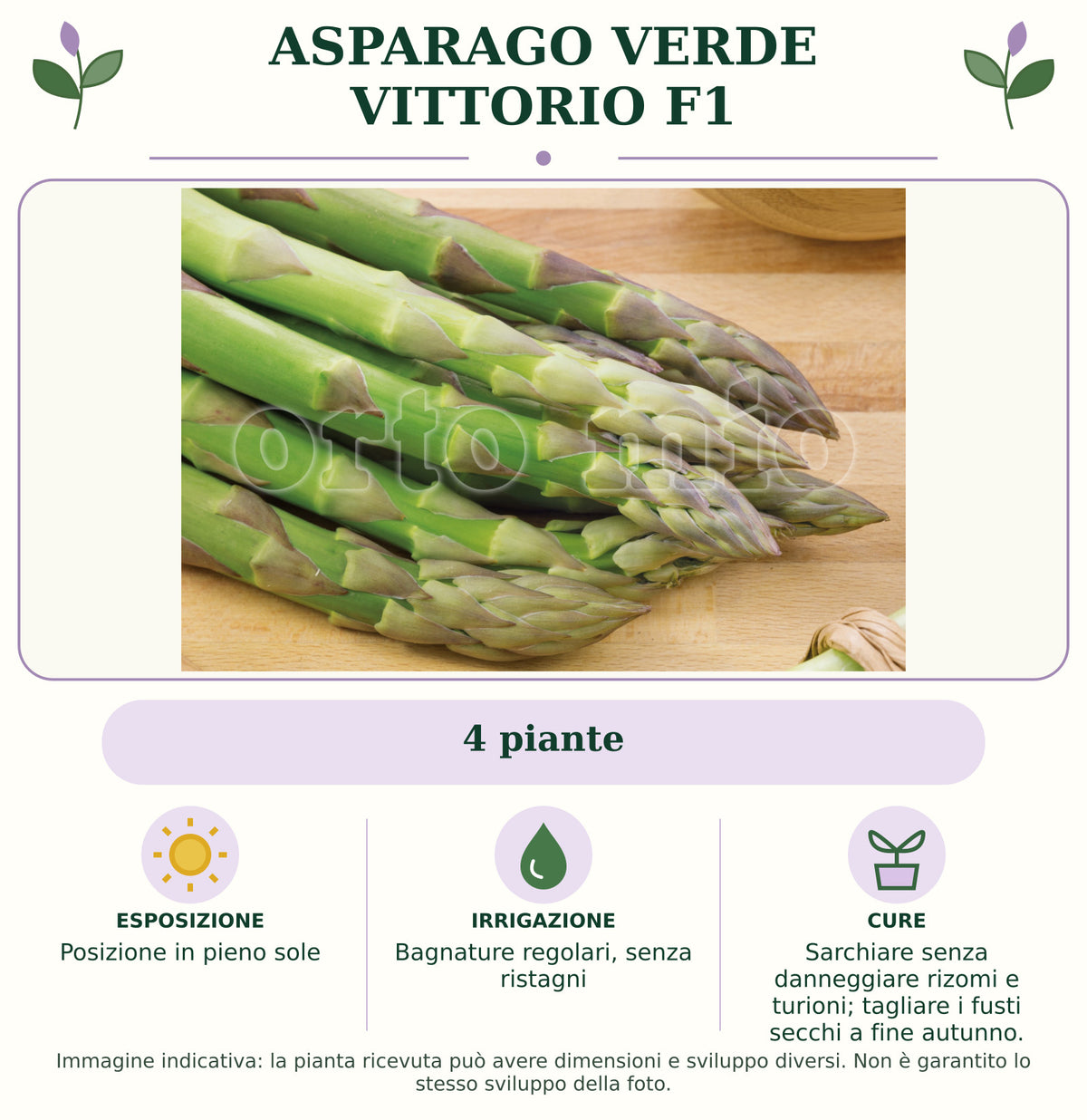 Asparago verde Vittorio F1: 4 piante. Posizione in pieno sole. Bagnature regolari, senza ristagni. Sarchiare senza danneggiare rizomi e turioni; tagliare i fusti secchi a fine autunno.. Immagine indicativa.